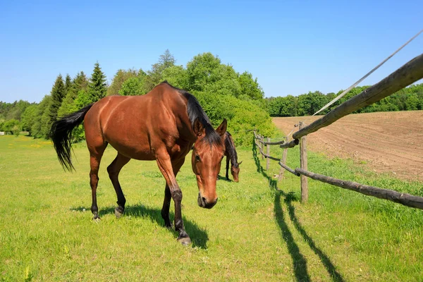 Paard Het Eten Van Vers Gras Groene Weide — Stockfoto