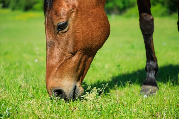 Hästen Äter Färskt Gräs Den Gröna Ängen Närbild — Stockfoto