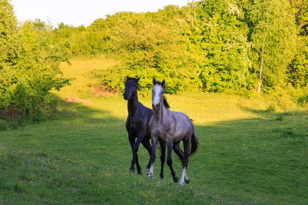 Dva Koně Zelené Louce Večer — Stock fotografie