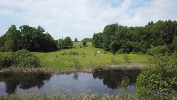 Antenne Pferde Sommer Auf Der Weide — Stockvideo