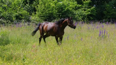 Yeşil Mera üzerinde iki at dörtnala