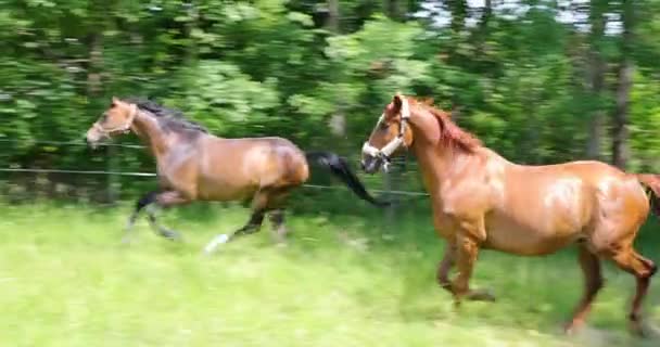 Deux chevaux galopent sur le pâturage vert 