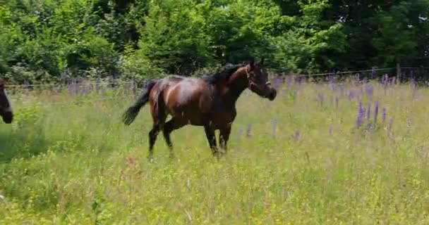 Twee Paarden Zijn Galopperen Groene Weide — Stockvideo