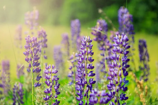 Lupine Flowers Green Meadow — Stock Photo, Image