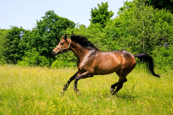 Sterke Paard Groene Weide — Stockfoto