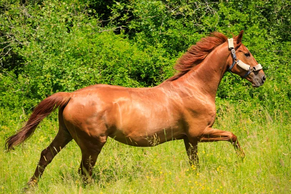 Stark Häst Gröna Betesmark — Stockfoto
