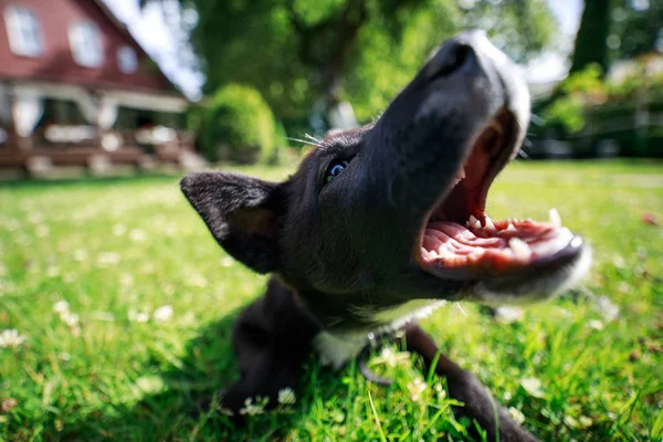 Les Mâchoires Chiot Qui Joue Gros Plan — Photo