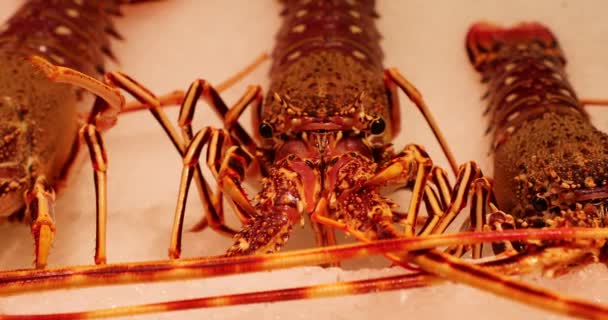 Homard Vivant Sur Glace Sur Comptoir — Video