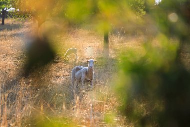Bir yaz çayır on koyun otlatma