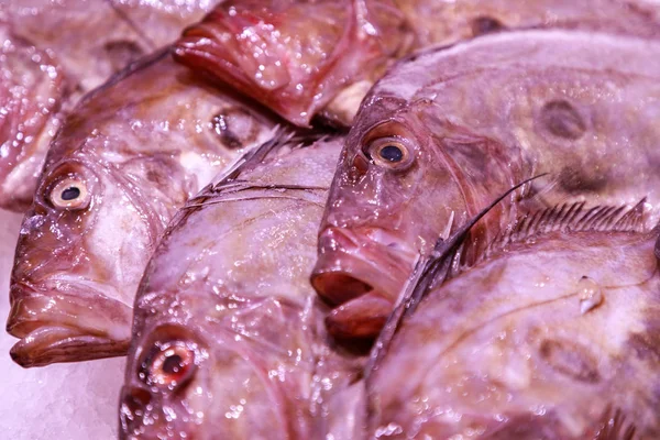 Fresh Fish Ice Market Place — Stock Photo, Image