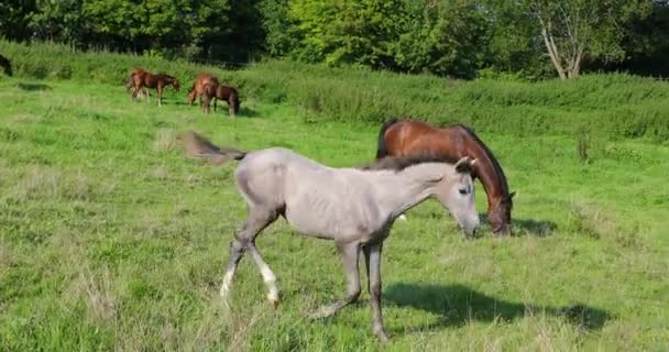 Le poulain gris court vers sa mère grise dans la clairière forestière 