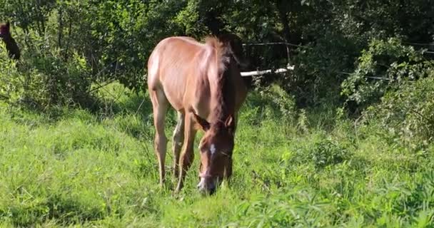Les jeunes poulains marchent dans la clairière forestière 