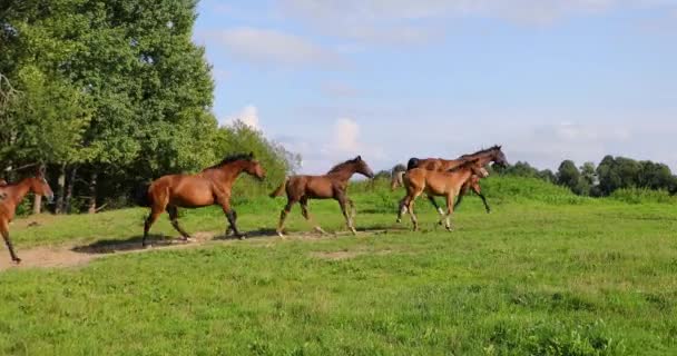 Stado Koni Uruchomione Leśnej Polanie — Wideo stockowe