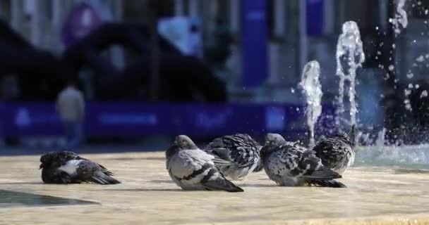 鸽子在城市的喷泉里游泳 — 图库视频影像