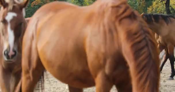 Стадо Лошадей Крупным Планом — стоковое видео