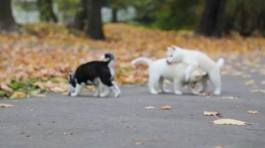 Husky yavrusu sonbaharda bir parkta oynuyorlar