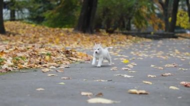 Husky yavrusu sonbaharda bir parkta oynuyor