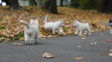 Husky yavrusu sonbaharda bir parkta oynuyorlar