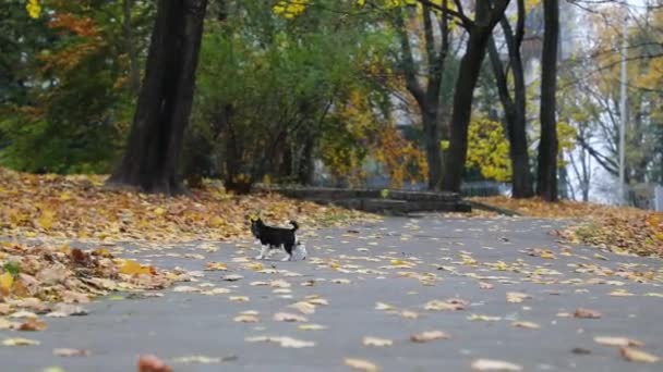 Husky Kiskutya Játszik Egy Parkban Ősszel — Stock videók