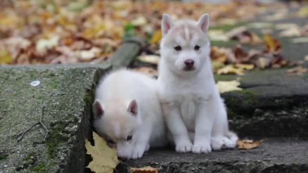 Husky Cachorros Están Jugando Parque Otoño — Vídeos de Stock