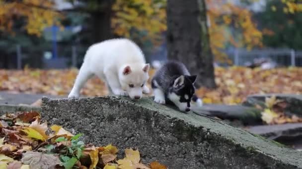 Husky Pups Spelen Een Park Het Najaar — Stockvideo