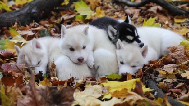 Gruppo Cuccioli Dormono Fogliame Autunnale — Video Stock