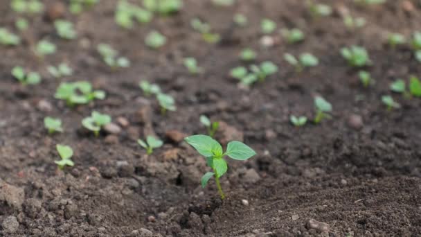 Hembra Mano Riego Joven Planta Jardín — Vídeo de stock