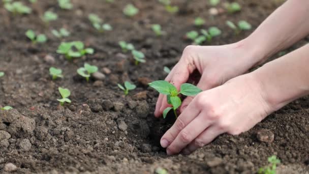 肥沃な土壌に苗を植える女性の手の植物 — ストック動画
