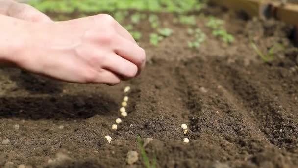女性の手は地面に種を植える — ストック動画