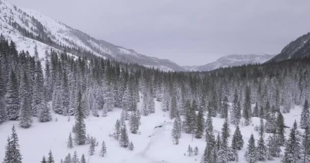 Aerial Zimowy Las Tatrach — Wideo stockowe