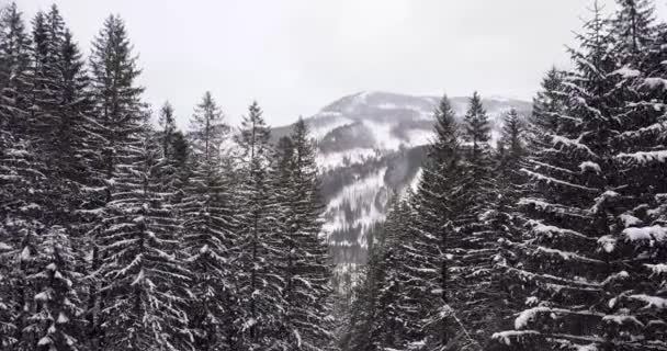 Aerial Zimowy Las Tatrach — Wideo stockowe