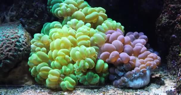 水中カラフルなサンゴ礁 — ストック動画