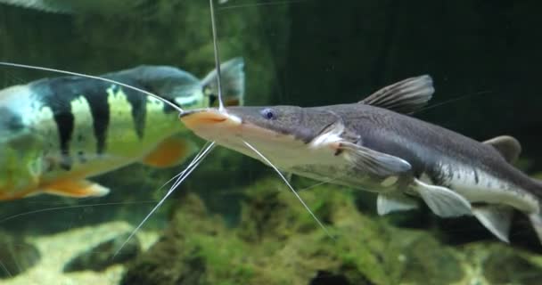 Vida Marina Submarina Peces Agua Azul — Vídeo de stock