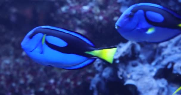 Sualtı Deniz Yaşamı Mavi Balıkları — Stok video