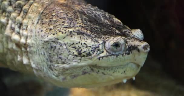 Κοινή Χελώνα Που Δαγκώνει Στο Νερό — Αρχείο Βίντεο