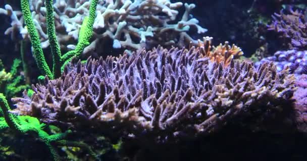 Undervattens Färgglada Korallrev — Stockvideo