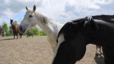Çayırda eğlenceli atlar