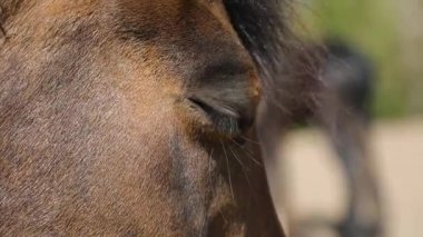 Atın namlusu açık havada yakın