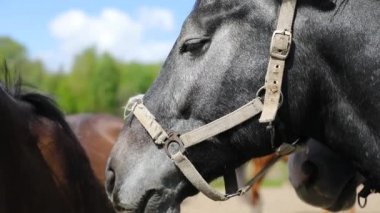 Çayırda eğlenceli atlar
