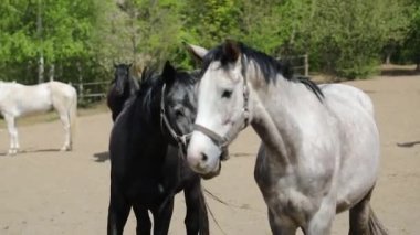 Çayırda eğlenceli atlar