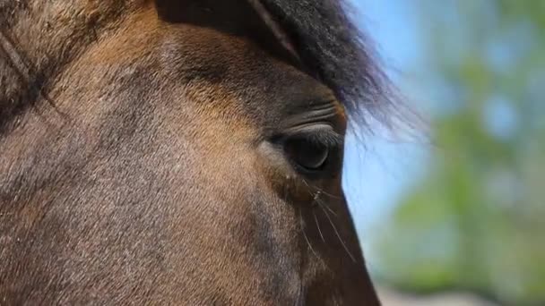 Maulkorb Für Pferd Freien Aus Nächster Nähe — Stockvideo