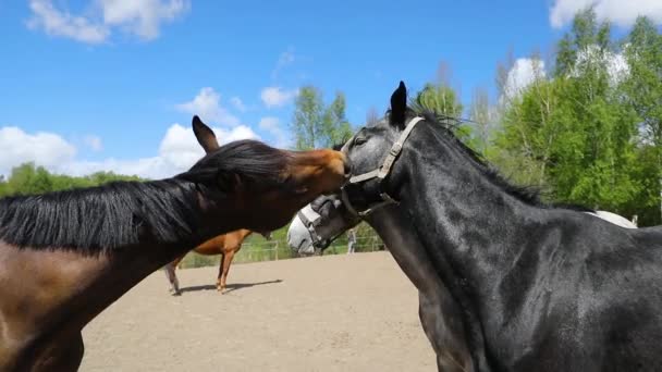 Playful Horses Pasture — Stock Video