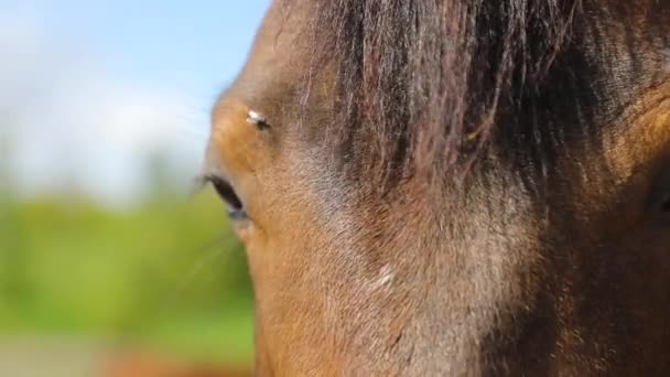 Maulkorb Für Pferd Freien Aus Nächster Nähe — Stockvideo