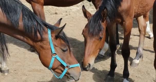 Caballos Juguetones Pasto — Vídeos de Stock