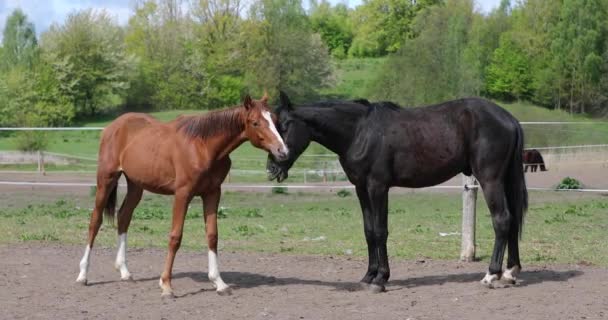 Embrasser des chevaux sur le pâturage 