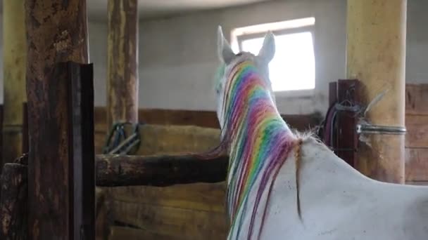 Arabisch Paard Geschilderd Regenboog Kleuren Een Kraam — Stockvideo