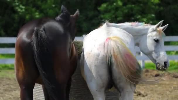 Two Horses Eating Hay Outdoors Rear View — Stock Video