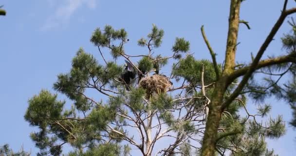 Nido Cormorani Sulla Cima Dell Albero — Video Stock