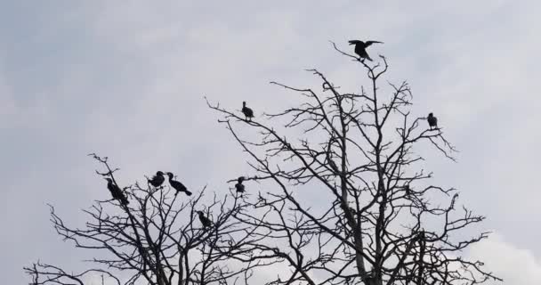 Cormorants Dry Tree — Stock Video