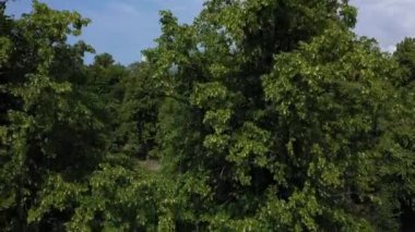 Malmö, İsveç'in merkezindeki eski parkın havadan görünümü